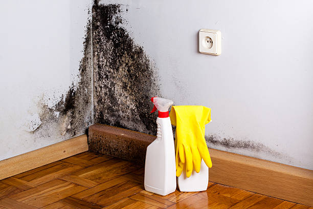 Best Mold Damage Restoration  in Reno, NV